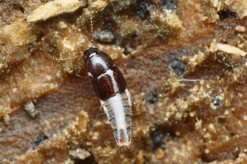 Réf. 198 287 : Habrocerus sp.